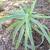 Only $10 for the healthy, medicinal Aloe Vera plants 2 thumbnail