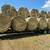 Mixed hay 1 thumbnail
