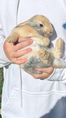 free rabbit 1