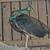 Peacocks 3 thumbnail