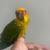 Sun Conure baby parrot 3 thumbnail