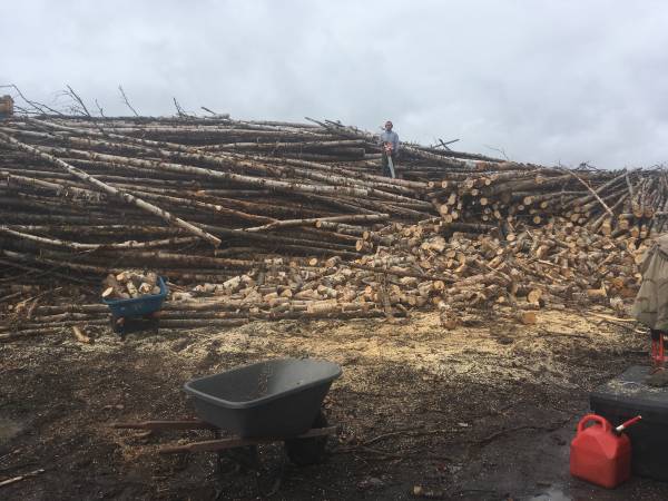 Birch Firewood 1