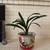 Clivia Flower with Pot 1 thumbnail