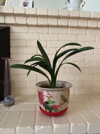 Clivia Flower with Pot 1