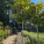 Magnolia Tree 8 thumbnail