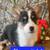 Corgi puppies 7 thumbnail