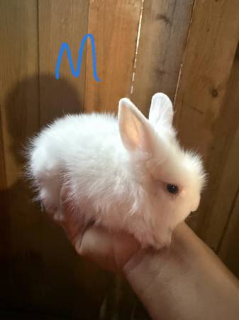 Baby bunnies lionhead (Houston tx 77040)63859318029569121