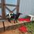 Alpine/Boer + Pymgy mix Doeling OBO 1 thumbnail
