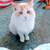 Senior flame point ragdoll 2 thumbnail