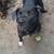 URGENT RE-HOME NEEDED 5 thumbnail