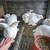Rabbits 2 thumbnail