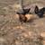 Chickens 3 thumbnail
