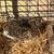 Coturnix Quail 6 thumbnail