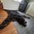 LARGE BLACK BEAR RUG 3 thumbnail