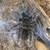 Tarantulas 2 thumbnail