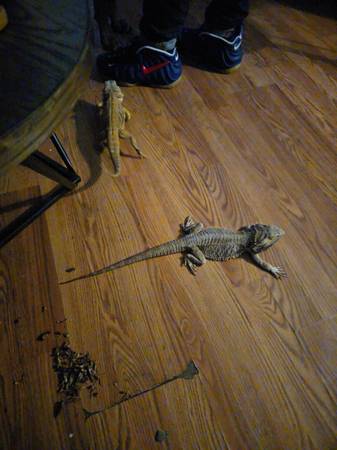 Dragón barbudo hembra en busca de un buen hogar (Hagerstown MD)63901111288195120