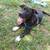 URGENT RE-HOME NEEDED 1 thumbnail