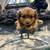 Rehoming female puppies!! 6 thumbnail