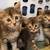 Kittens 1 thumbnail