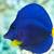Fish Tank 240 Gallons (Re-homing) 17 thumbnail
