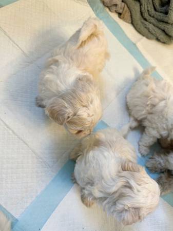 Maltipoo Puppies (Mukilteo)63853558031233122