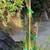 Dragon fruit producing plant --$20 1 thumbnail