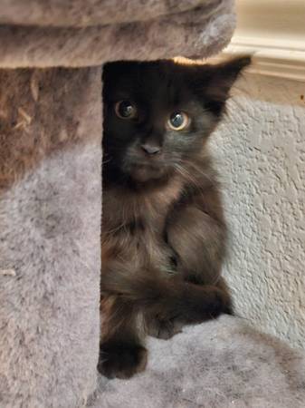 Kittens spayed, vaccinated, chipped rehoming $50 (morgan hill)63935759567491123