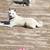 MISSING DOG!!!! No collar but is microchipped 2 thumbnail