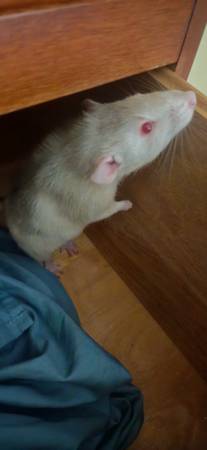 2 ratas machos más jaula $50 (Salem NH)63656365152259121