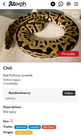 Ball pythons (Minneapolis)63906250843650120