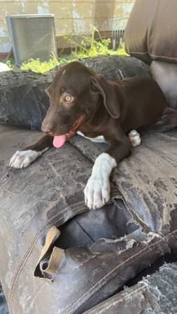Rehoming ridgeback puppies63622346145795122