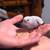 2 parakeets 5 thumbnail