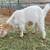Goat (3 mos. female) 3 thumbnail