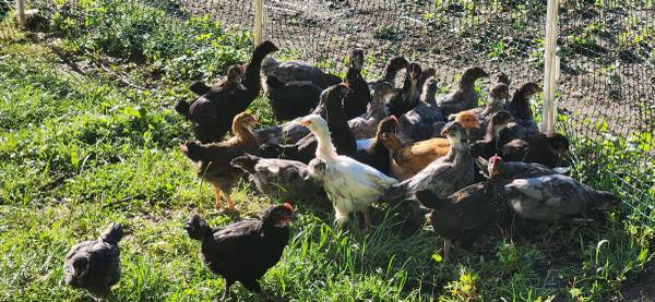 Pullets available 1