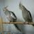 COCKATIEL  BABIES 4 thumbnail