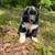 Austalian Shepher Puppies for sale 4 thumbnail