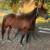 8 yr old gentle gelding 6 thumbnail