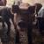 Piglets 3 thumbnail