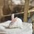 Rabbits 1 thumbnail