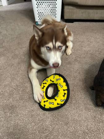 Husky hembra roja/blanca de 2 años gratuita (Evansville)63280464737027124