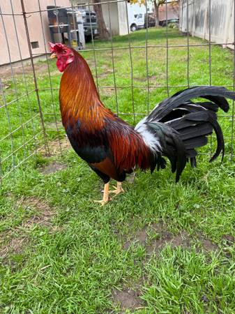 kelso rooster 1