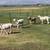 4 katahdin wethers 2 thumbnail