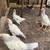 Hens 3 thumbnail