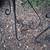 Set of Vintage Spanish Revival Style Iron Scroll Planter Stands 10 thumbnail