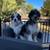 Room in exchange for cleaning, dogsitting, etc. 13 thumbnail