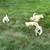 Goldendoodle puppies 3 thumbnail