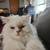 1 1/2 year old male persian cat 4 thumbnail