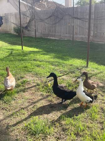 Rehoming Ducks (Tulare)63873028262273120