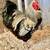 Laying hens available - breeding stock qualilty chickens 6 thumbnail