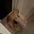 MISSING CAT PLEASE HELP 2 thumbnail